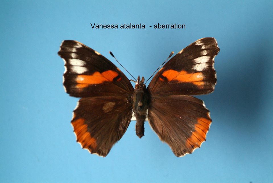 Vanessa atalanta ( aberration) (Internet Image property of respective owner, non-commercial use only)
